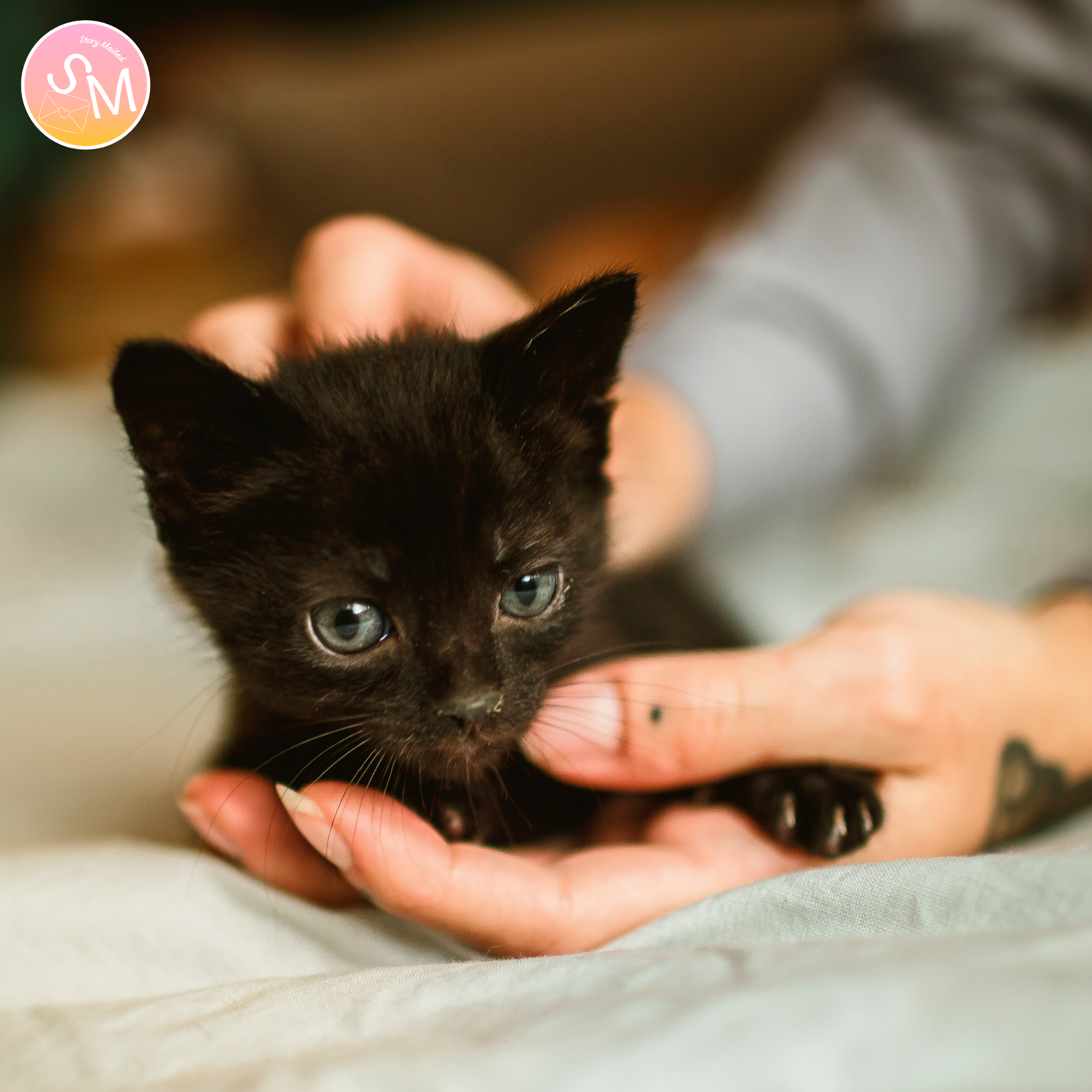 The Kitty in my Arms

A 6-Month Letter Series for the Loss of a Beloved Cat.

Losing a pet can feel shocking and overwhelming. Cats dogs are not “just pets” — they are family. When the loss comes suddenly, there is often no time to prepare your heart.